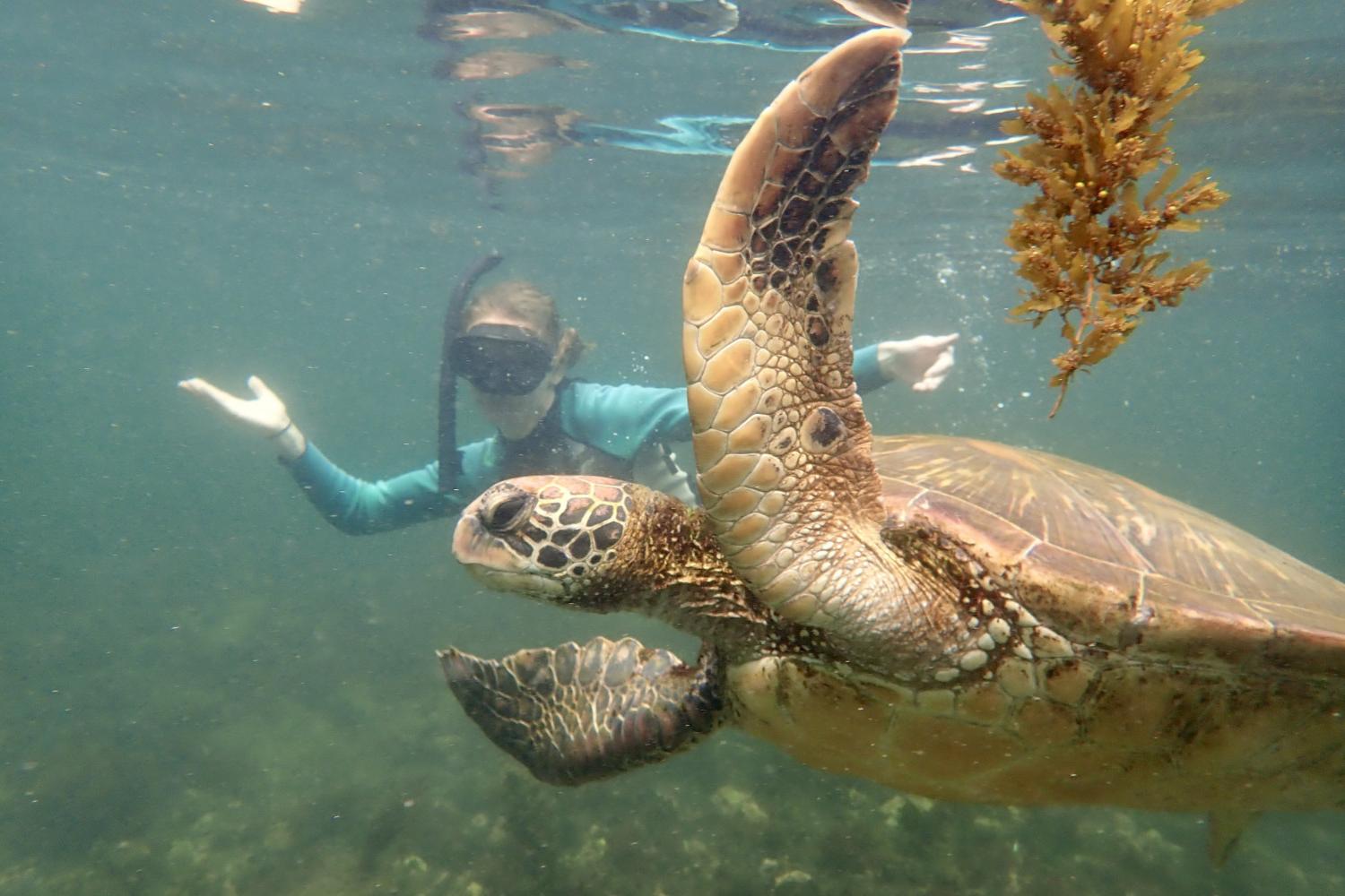 一名<a href='http://7pbr.ngskmc-eis.net/'>博彩网址大全</a>学生在Galápagos群岛游学途中与一只巨龟游泳.